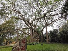 -瑞丽独树成林风景区