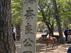 -奈良公园