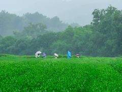 -中国茶叶博物馆(双峰馆区)