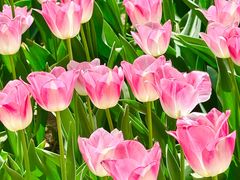 -洛阳郁金香牡丹园