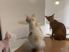 -琪喵猫屋·撸猫猫咖·猫舍