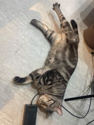 -幸运7纹身刺青Lucky7tattoo