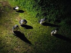 -企鹅岛