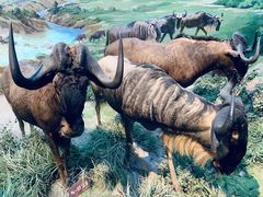 -陕西自然博物馆