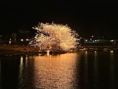 -荷兰花海