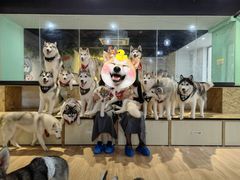 -Husky Go! 哈士奇体验馆·宠物咖啡厅狗咖