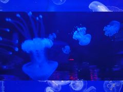 -左海海底世界