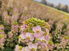 -中国天府农业博览园