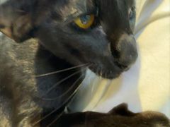 -PET WISH宠物愿望(BFC外滩金融中心店)