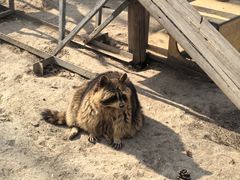 -青藏高原野生动物园