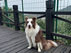 -树山生态村