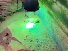 -正佳雨林生态植物园