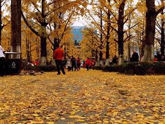 -百林公园-两江幸福广场
