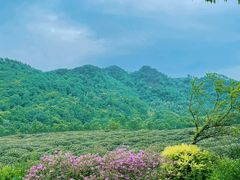 -中国茶叶博物馆(双峰馆区)