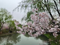 -顾村公园