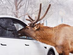 -北京野生动物园