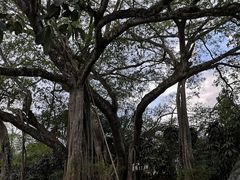 -瑞丽独树成林风景区