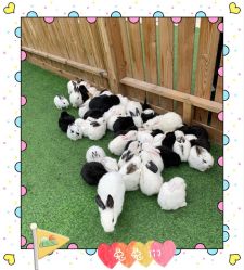 -萌宠亲子动物乐园(槐房万达店)