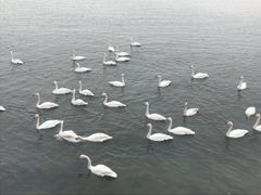 -烟墩角天鹅湖