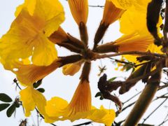 -天适樱花悠乐园