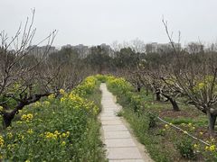 -南汇桃花村