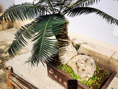 -北京植物园-展览温室