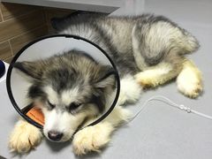 -爱侣宠医·鹦鹉专科·小型哺乳类·异宠专科(灵石路店)