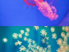 -南昌海洋公园