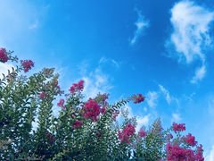 -武汉紫薇都市田园