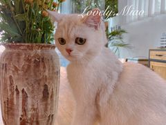 -云里小坐·小院里·团建·宴请·下午茶(三圣乡店)