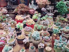 -双季花艺园艺市场(浦东店)