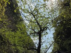 -石台牯牛降景区