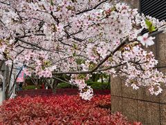 -高东镇樱花园