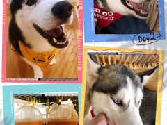 -Husky Go! 哈士奇体验馆·宠物咖啡厅狗咖