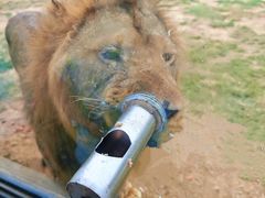 -西霞口神雕山野生动物世界