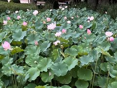 -金银湖国家城市湿地公园