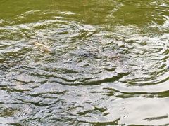 -酷鱼垂钓CLUB(朝阳区博大路店 )