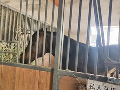 -北京群众马术培训基地