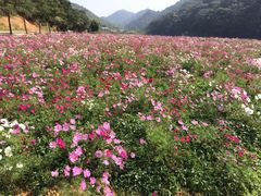 茫茫花海-广州市石门国家森林公园
