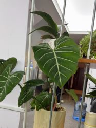 点击看大图 -AGAXI美甲美睫