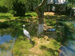 -西霞口神雕山野生动物世界