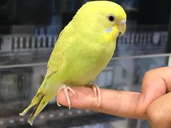 -怪兽屋·羊驼·猫咖·狗咖(俊华广场店)