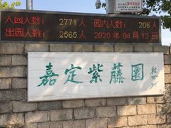 -嘉定紫藤园