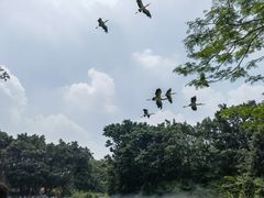 -广州长隆飞鸟乐园