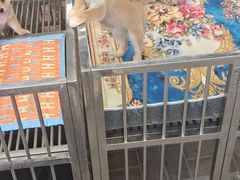 -中环花鸟鱼虫市场