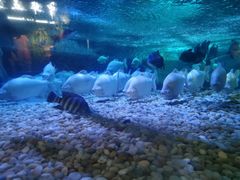 -成都浩海立方海洋公园