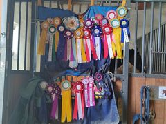 -北京群众马术培训基地