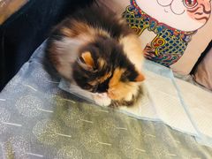 -more than meow吴止猫主题餐厅(承德 中船汇店)