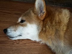 -柴犬高等学院·狗咖·柴犬售卖·宠物训练