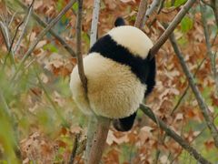 -麦当劳(龙阳路店)